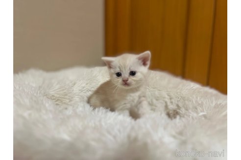 成約済の茨城県のスコティッシュフォールド-110538の3枚目